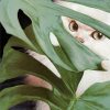 Stephen Eichhorn, Cats and Plants