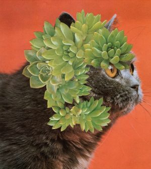 Stephen Eichhorn, Cats and Plants