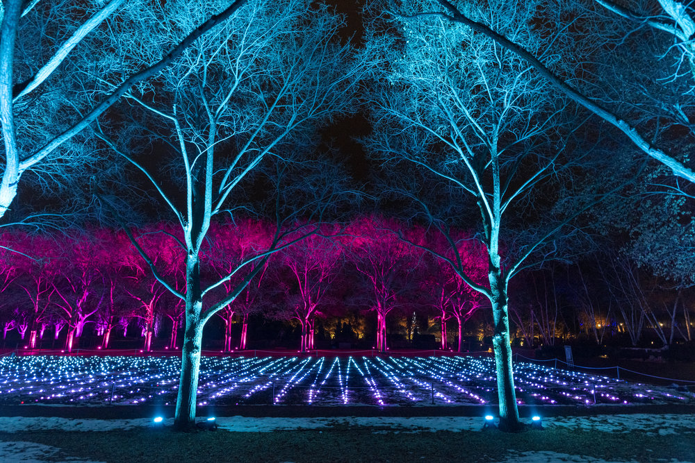 Lightscape, Chicago Botanic Garden, 2019