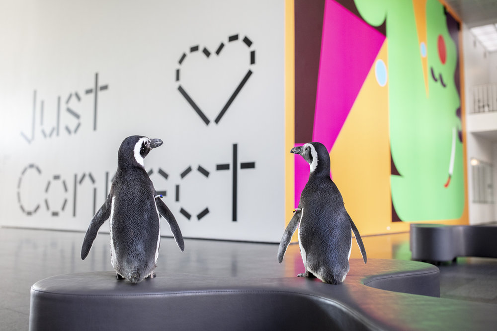 Shedd Aquarium Penguins at the MCA © Shedd Aquarium/Brenna Hernandez